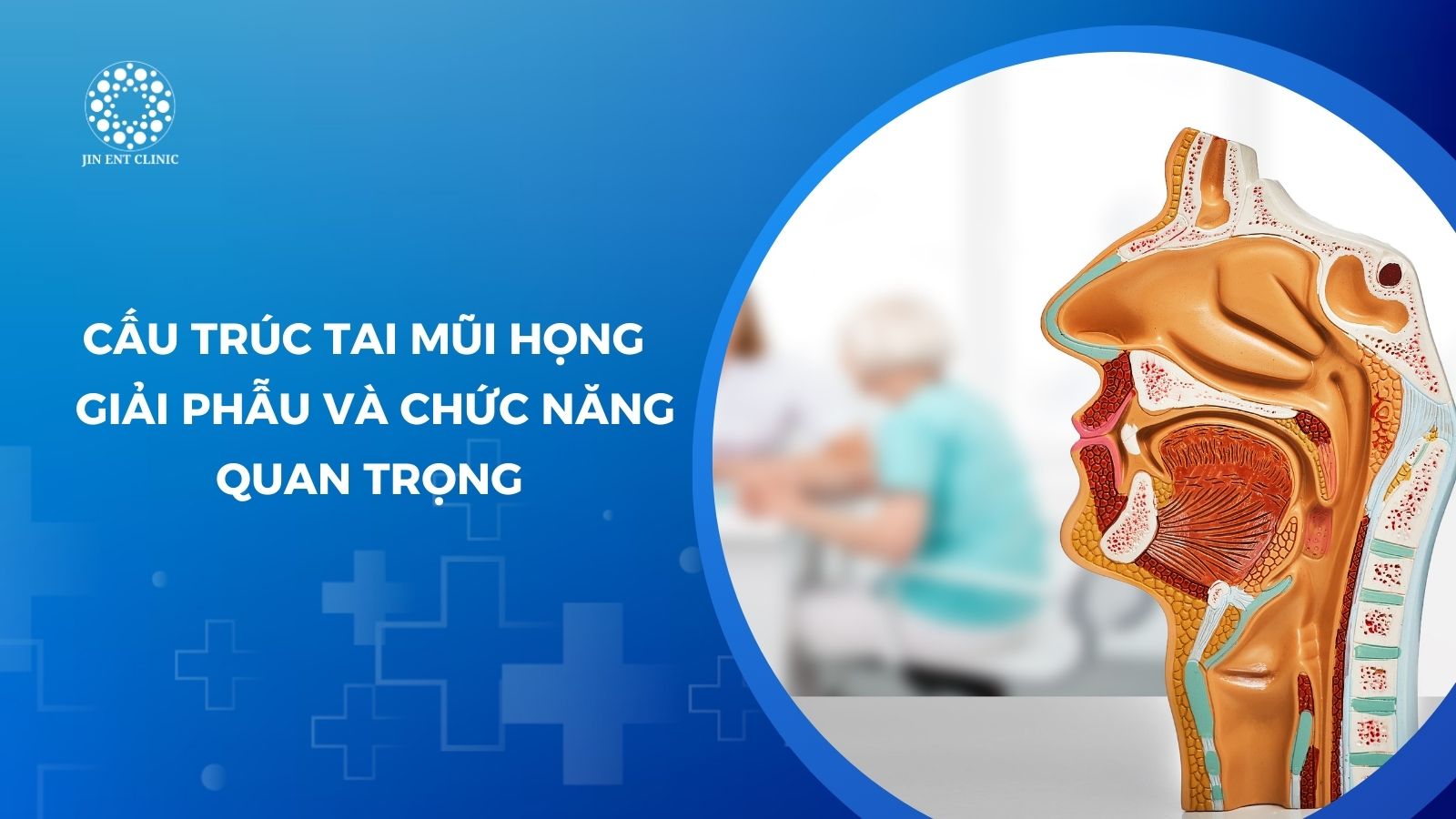 Cấu trúc tai mũi họng